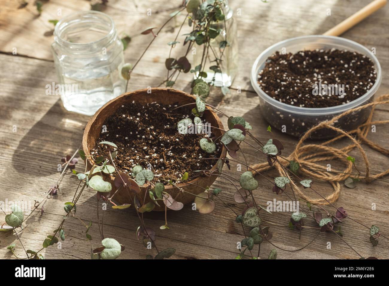 Ceropegia Woodii houseplant Propagation and Planting Process. String of Hearts plant stem cuttings rooted in water and transplanted in soil. Handmade Stock Photo