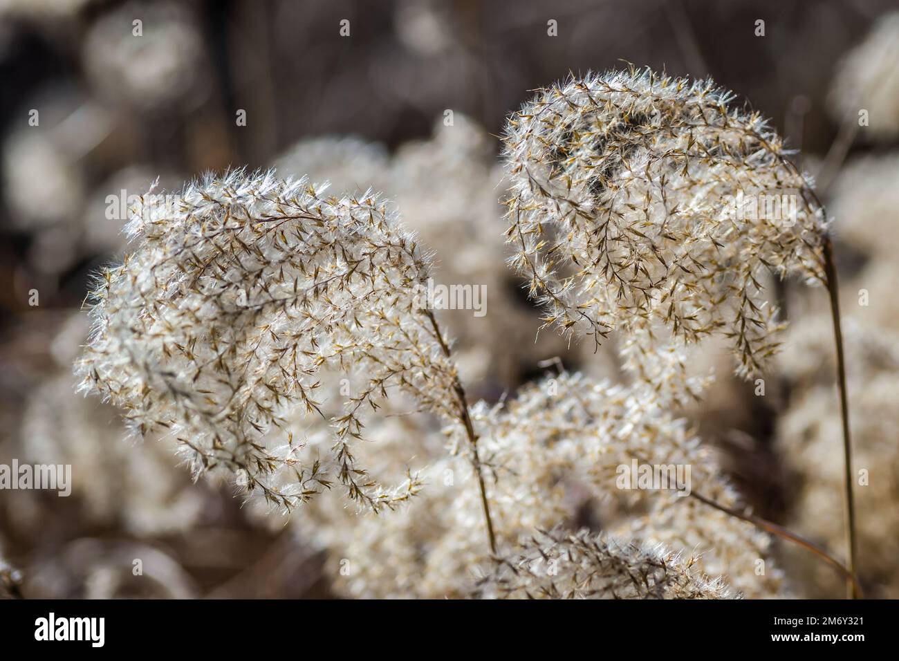 Garden cane topper hi-res stock photography and images - Alamy