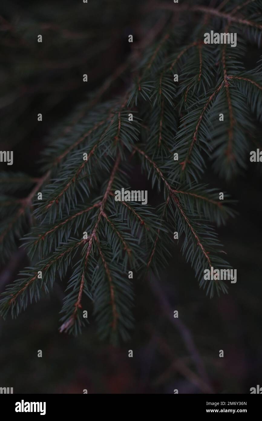 Evergreen background, Conifer green texture. Branches of fir tree