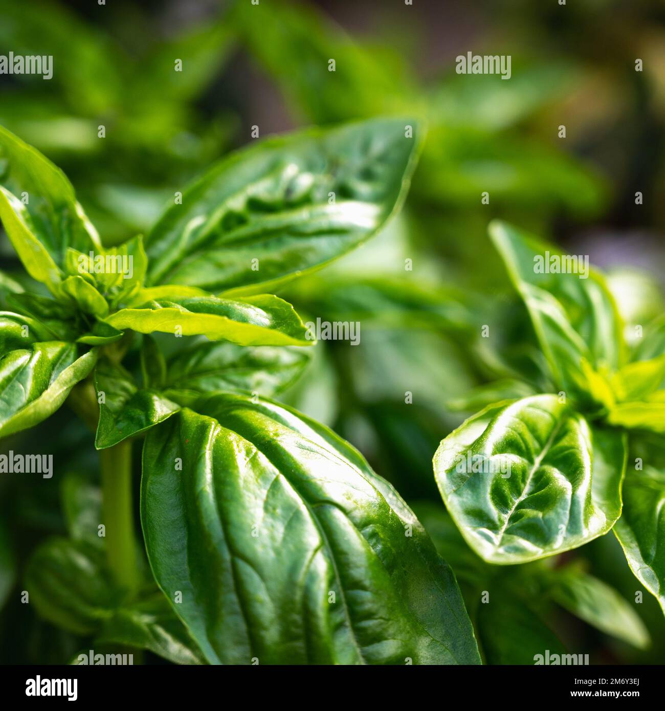 closeup photograph of several basil leaves.Green Basil Fresh Spice