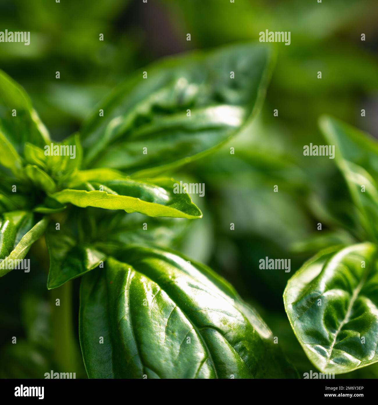 close-up photograph of several basil leaves.Green Basil Fresh Spice Leaves,close-up,isolated.fresh basil leaves Stock Photo