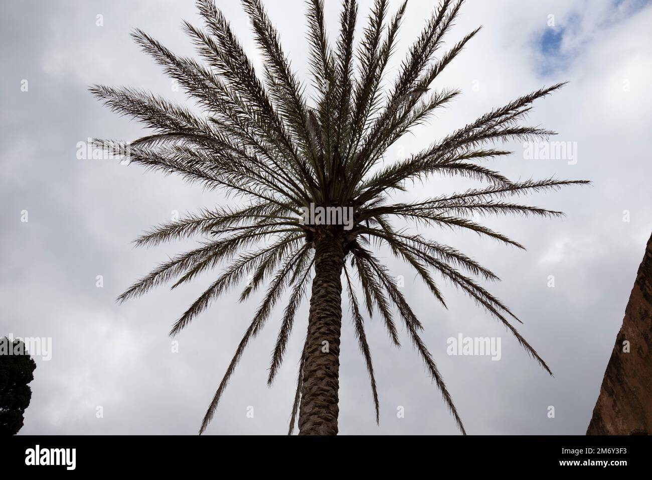 Old Tall Pine tree - Stock Image