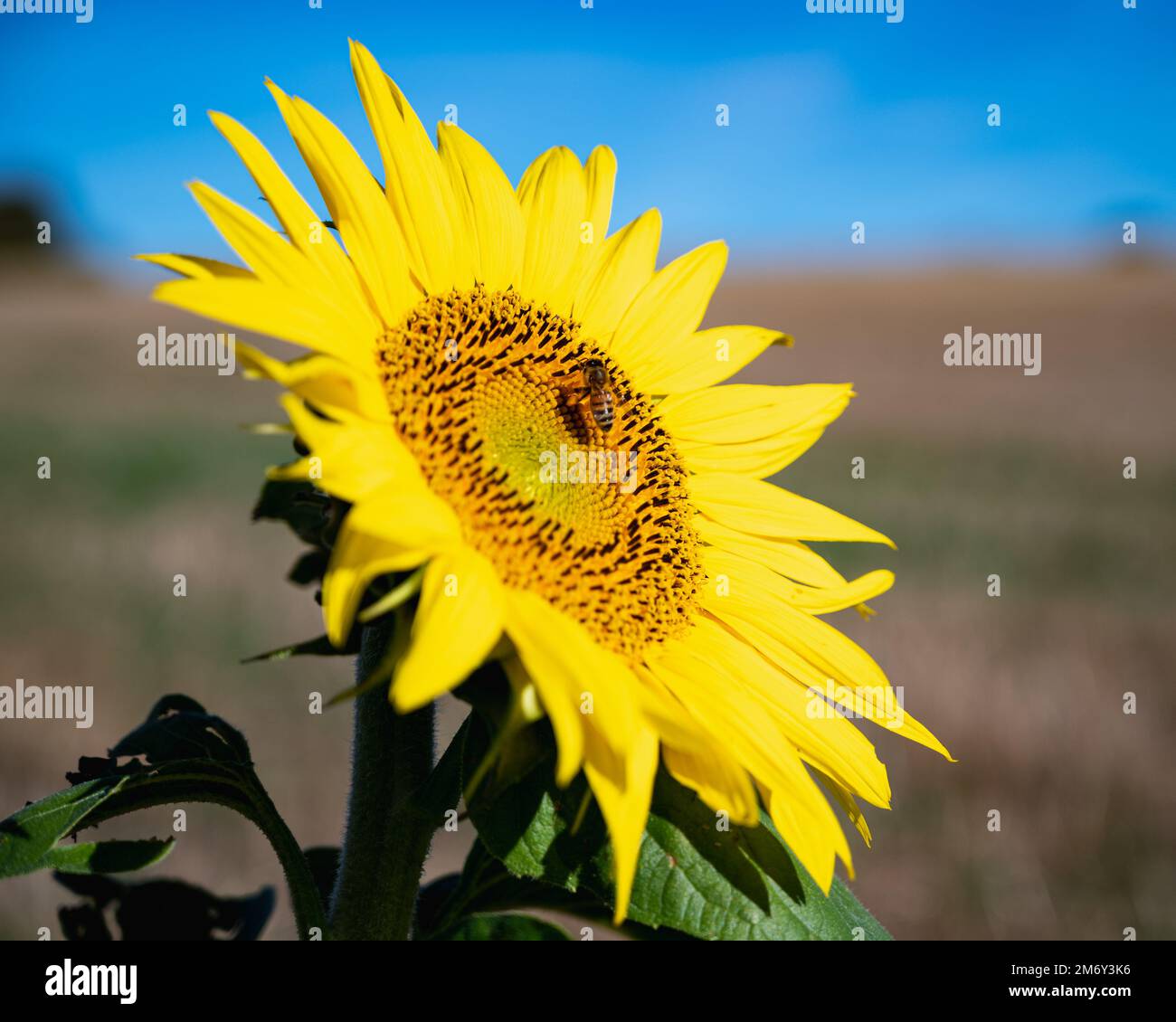 photography of sunflower in a meadow.Beautiful field with blooming golden sunflower isolated.Sunflower close-up. single sunflower Stock Photo