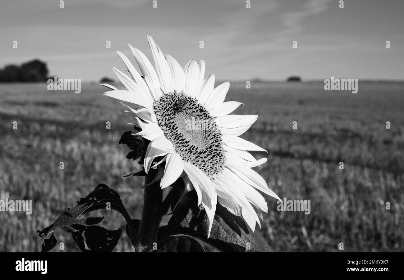 photography of sunflower in a meadow.Beautiful field with blooming golden sunflower isolated.Sunflower close-up. single sunflower Stock Photo