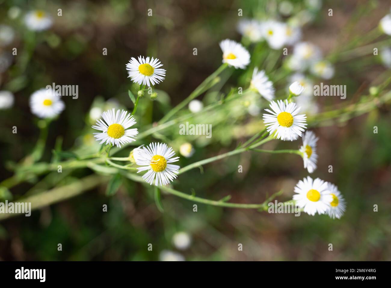 close-up photograph of several daisy flowers. Summer concept Stock Photo