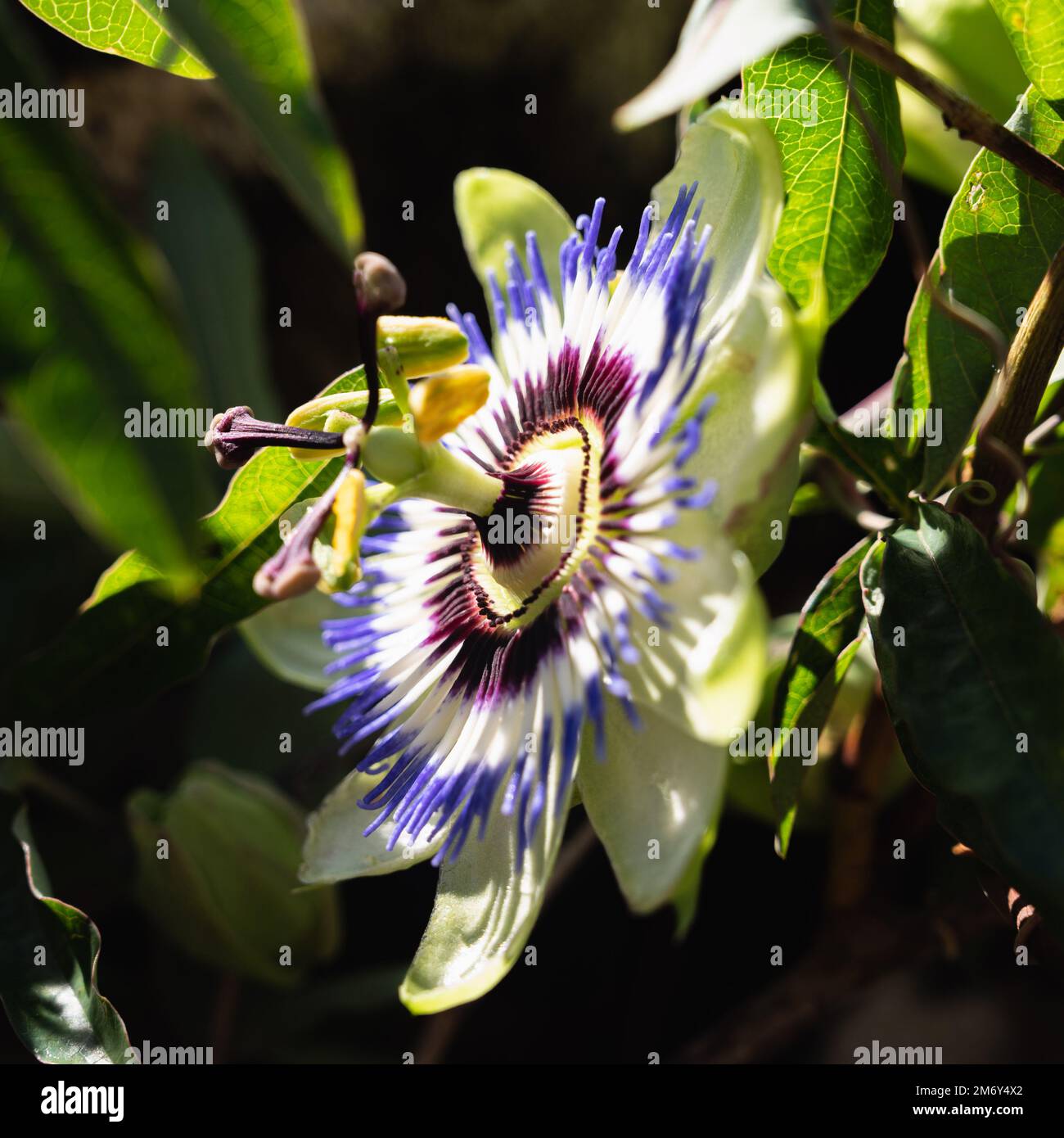Closeup photo of passion flower. Beautifully colored passionflower