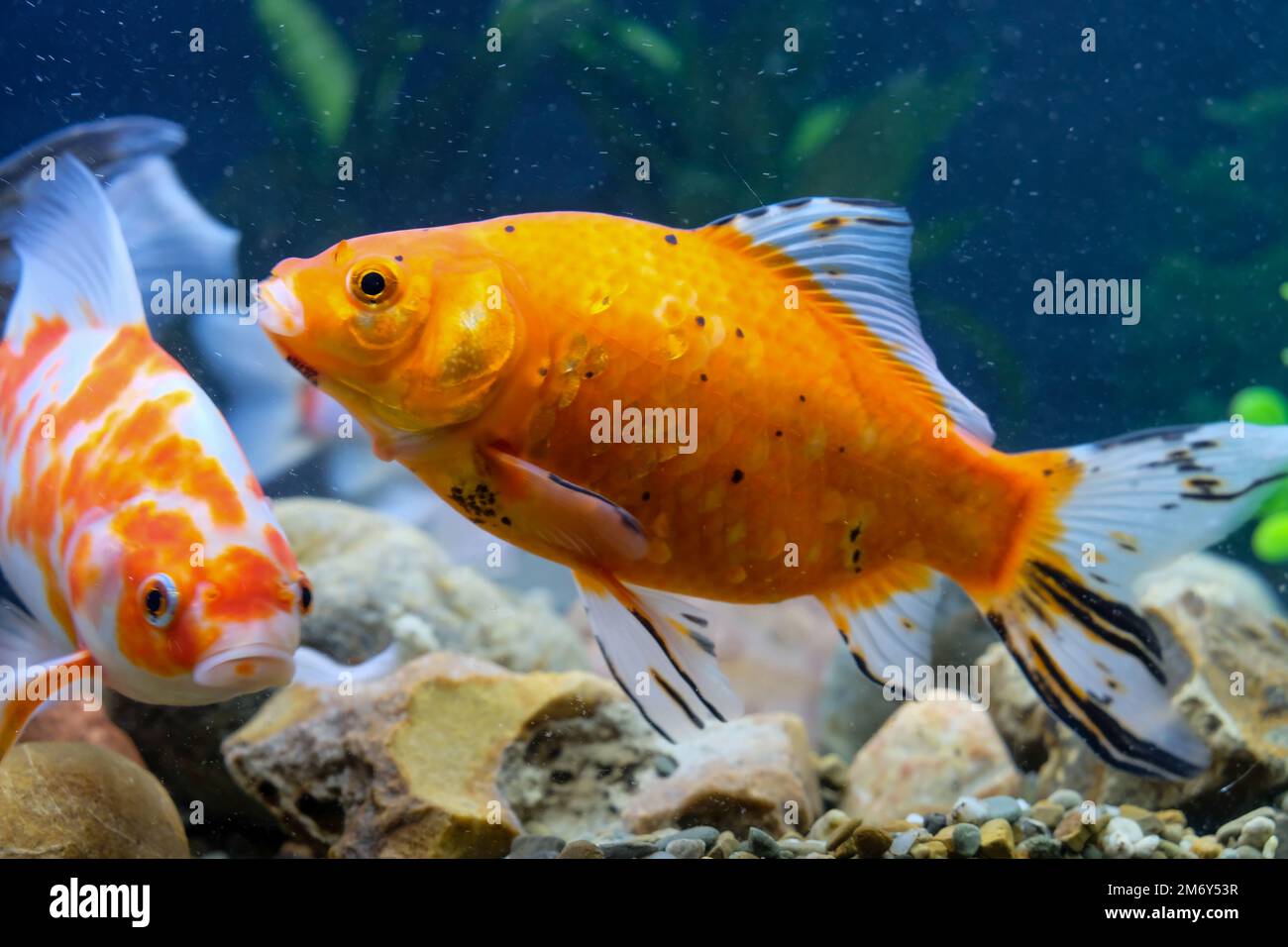 Colorful pond crucibles, aquarium swimming, fish crucian Karaś