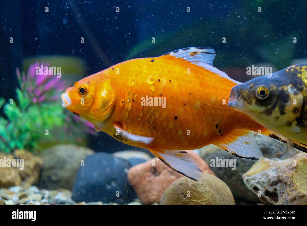 Colorful pond crucibles, aquarium swimming, fish crucian Karaś