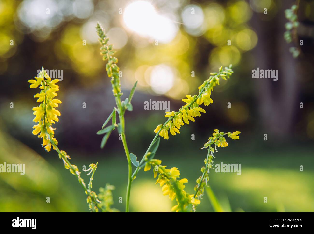 Selective focus on flower melilotus officinalis known as sweet yellow clover, yellow melilot, ribbed melilot or common melilot. Sunny summer evening. Stock Photo