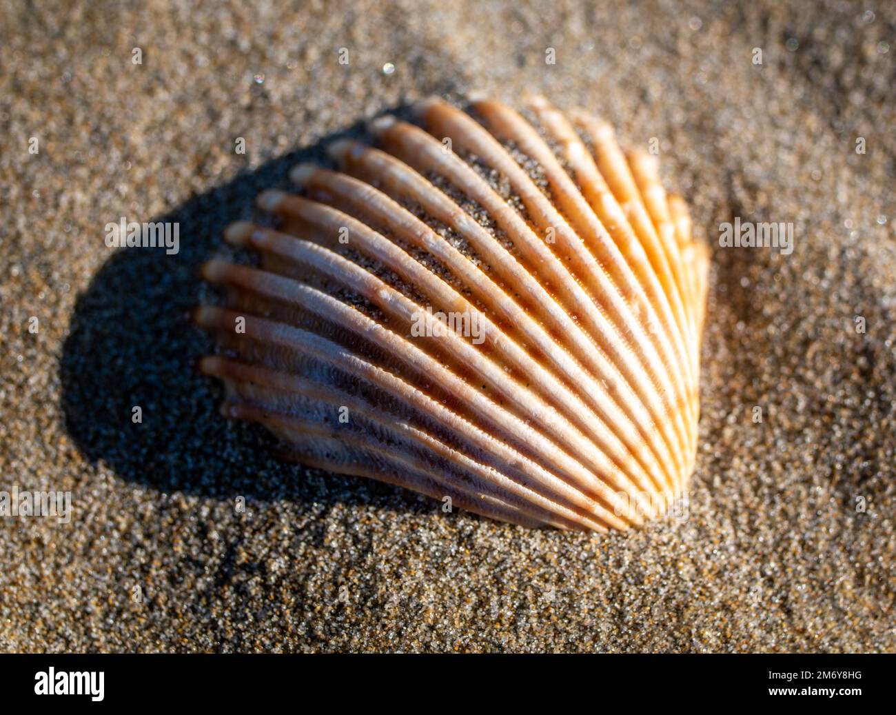 seashell on a beach.Various and colorful seashells with sunshine.Summer concept with beach and seashells. Sea beach background.Seashell wallpaper Stock Photo