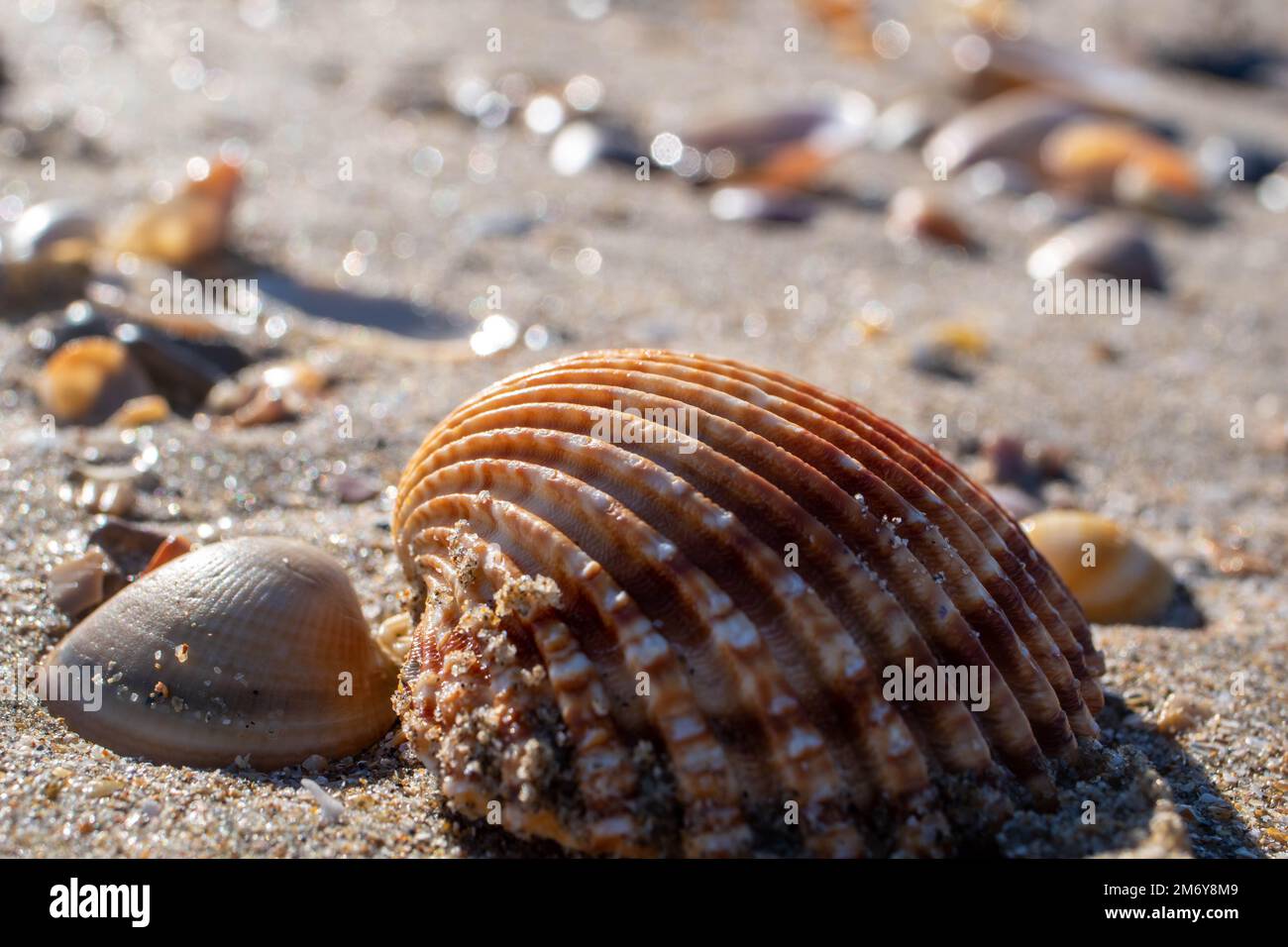 seashell on a beach.Various and colorful seashells with sunshine.Summer concept with beach and seashells. Sea beach background.Seashell wallpaper Stock Photo