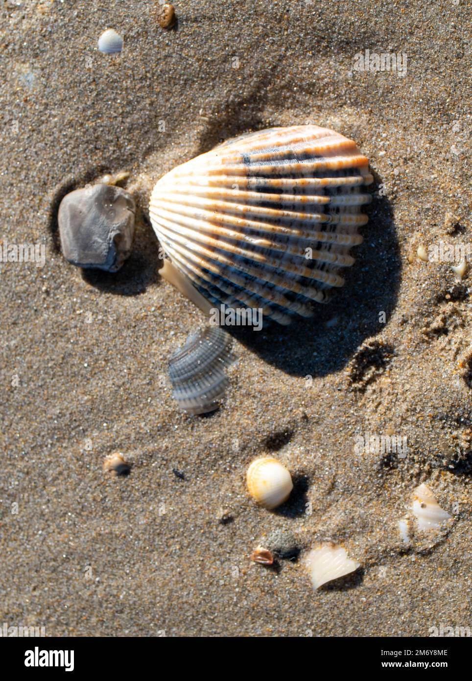 seashell on a beach.Various and colorful seashells with sunshine.Summer concept with beach and seashells. Sea beach background.Seashell wallpaper Stock Photo