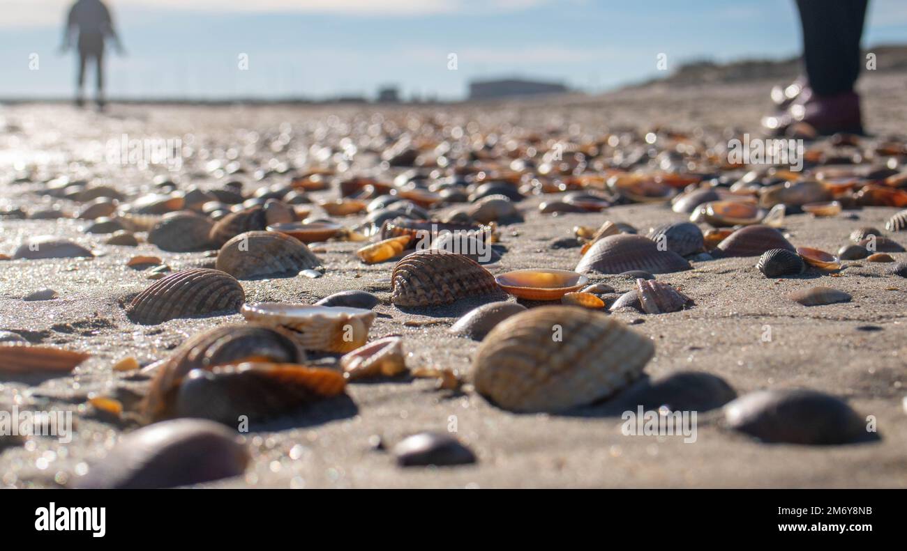seashell on a  and colorful seashells with   concept with beach and seashells. Sea beach  wallpaper  Stock Photo - Alamy