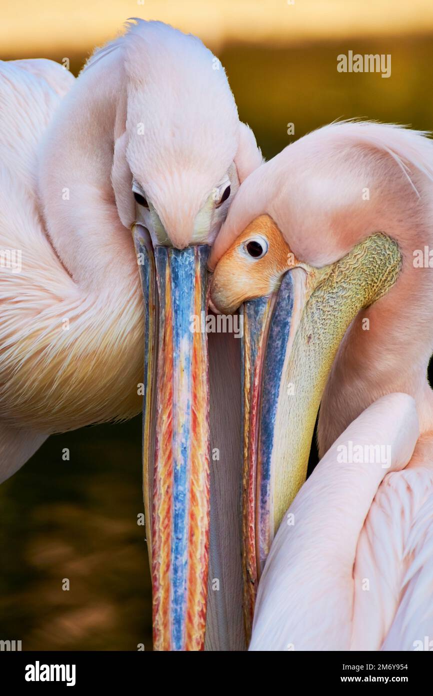 Two great white pelicans (Pelecanus onocrotalus) tenderness at sunset Stock Photo