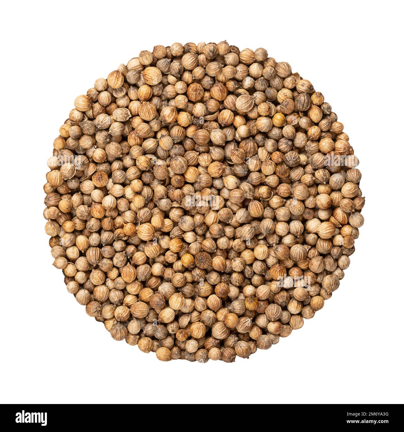 Coriander seeds, circle, close-up, isolated, from above. Disk made of whole dried fruits of Coriandrum sativum also known as Chinese parsley, a spice. Stock Photo