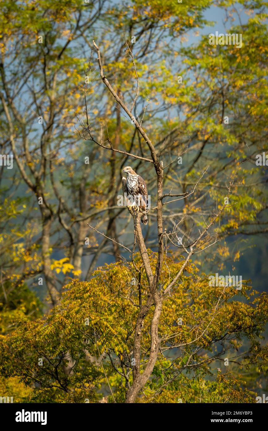 changeable or crested hawk eagle or nisaetus cirrhatus perched on tree in natural scenic view or frame in background at dhikala zone of jim corbett Stock Photo