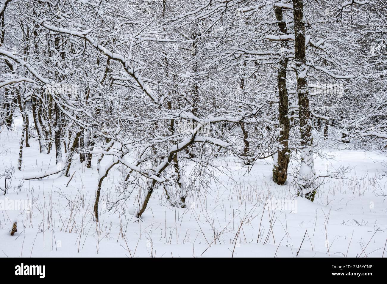 Winter landscape with trees and snow at a cloudy day in Ore Mountains. Stock Photo