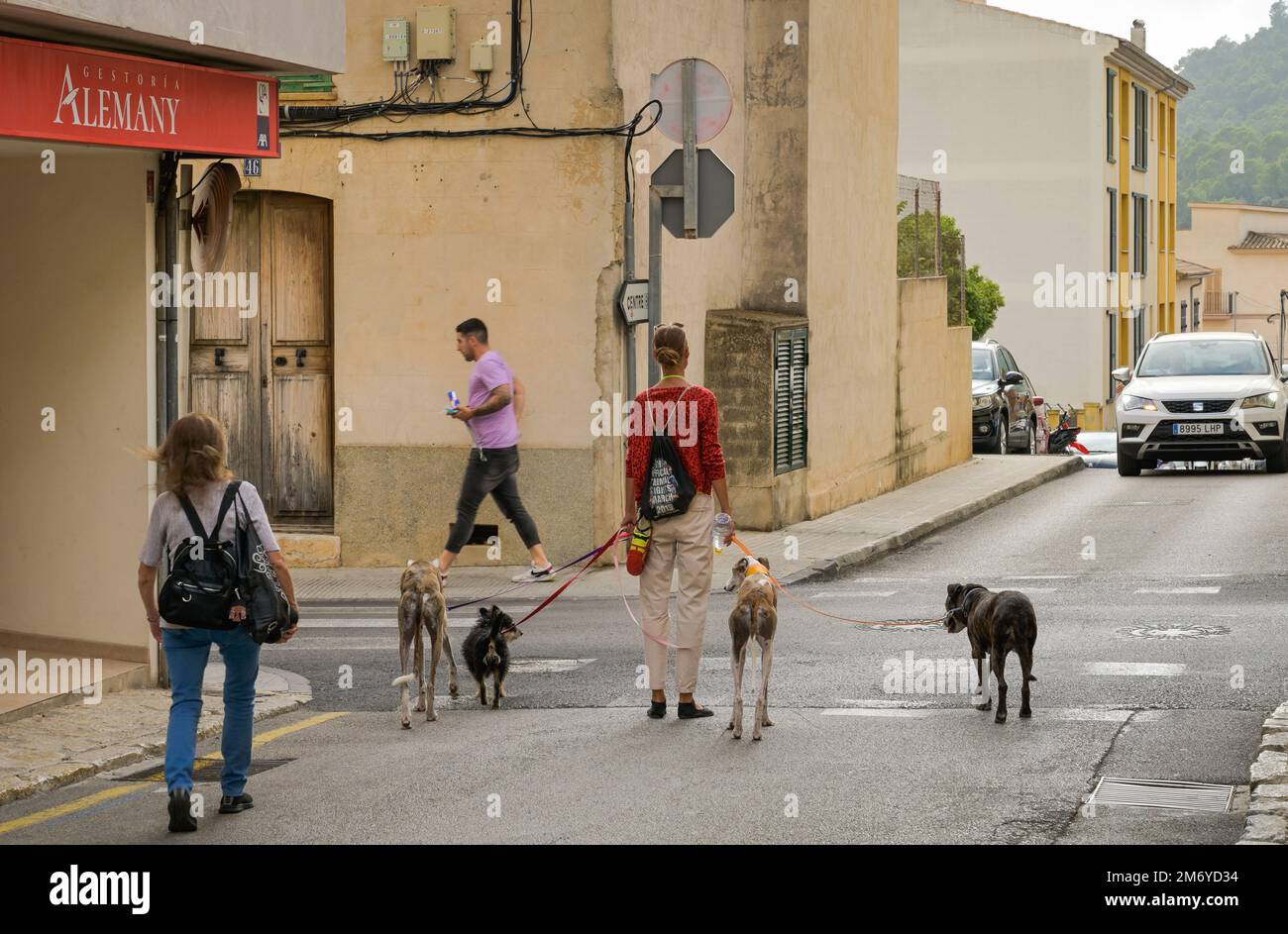 Straßenszene, Hunde, Passantin, Altstadt, Andratx, Mallorca, Spanien Stock Photo