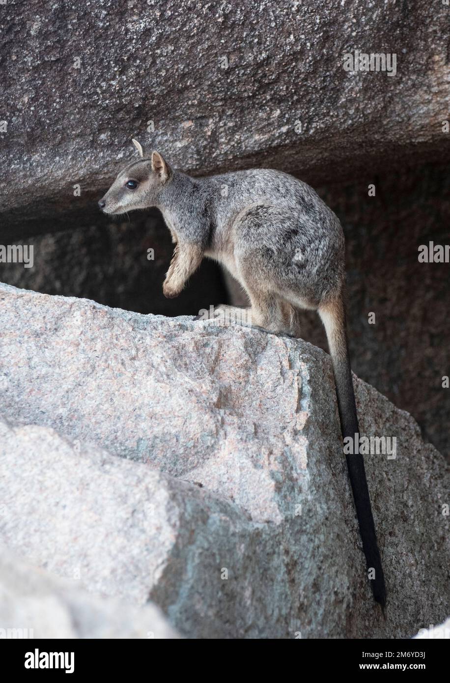 Allied Rock Wallaby Petrogale assimilis Magnetic Island Queensland on rocks. Stock Photo