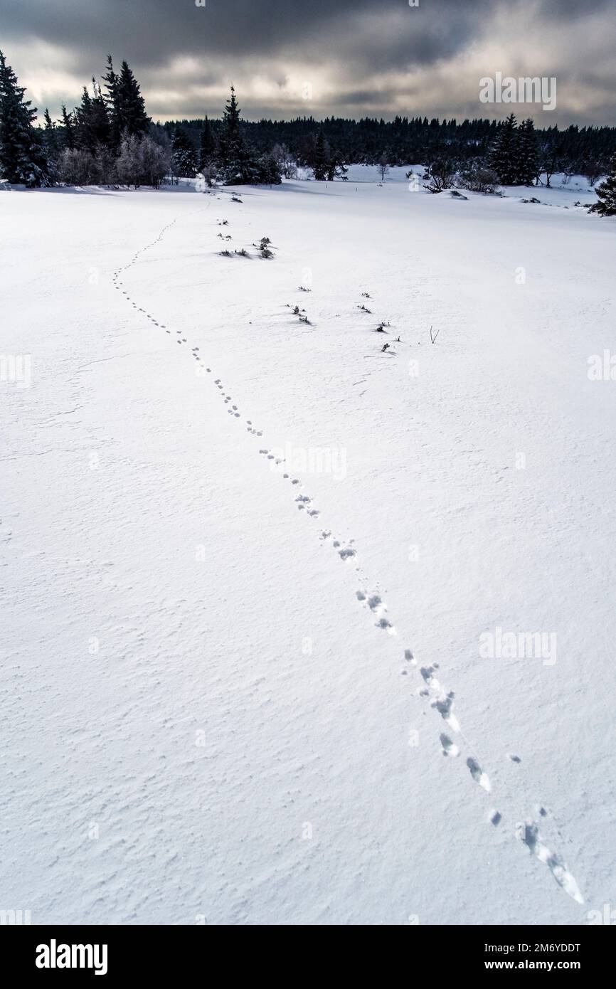 Winter landscape with trees, snow and a rabbit track on a cloudy day in ...