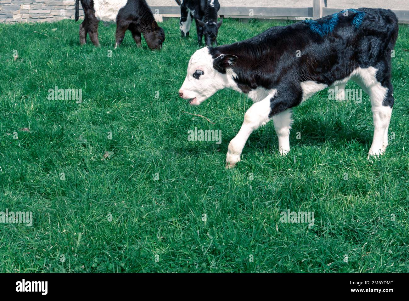 Cute baby cow at Walter Peak Queenstown Stock Photo Alamy