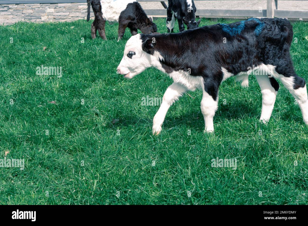 Cute baby cow at Walter Peak Queenstown Stock Photo