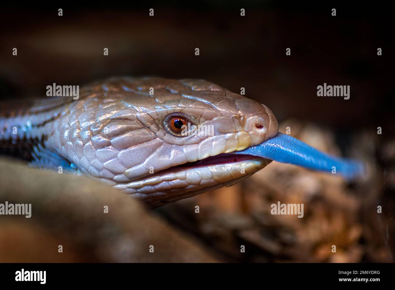 Close up portrait of head of Eastern blue-tongue lizard (Tiliqua scincoides) with tongue protruding. Stock Photo
