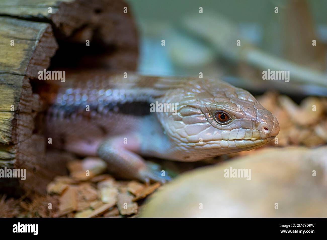 Eastern blue-tongue lizard (Tiliqua scincoides) hiding in hollow log for protection. Stock Photo