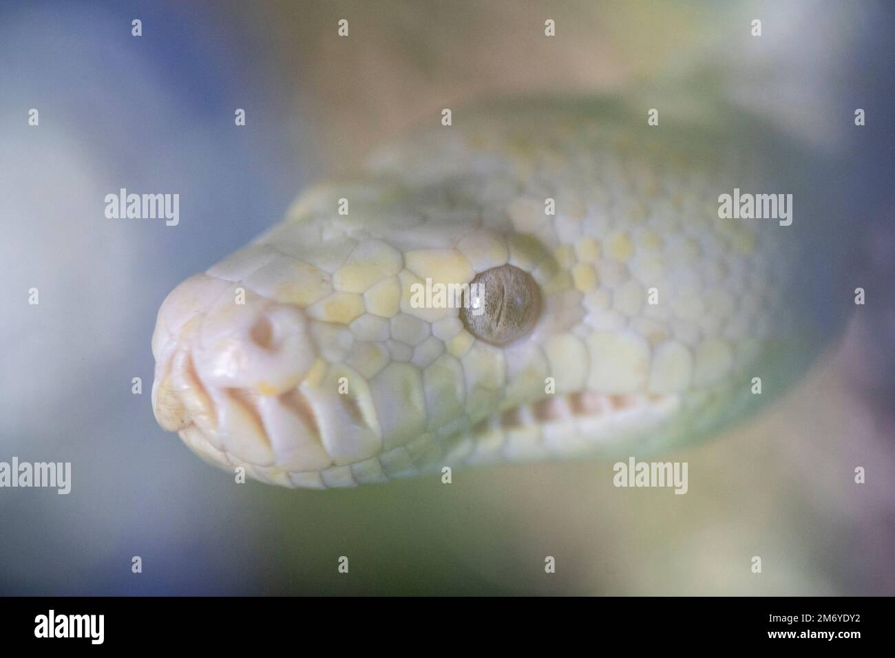 Close up portrait of head of Albino Darwin Carpet Python (Morelia spilota variegata) Stock Photo