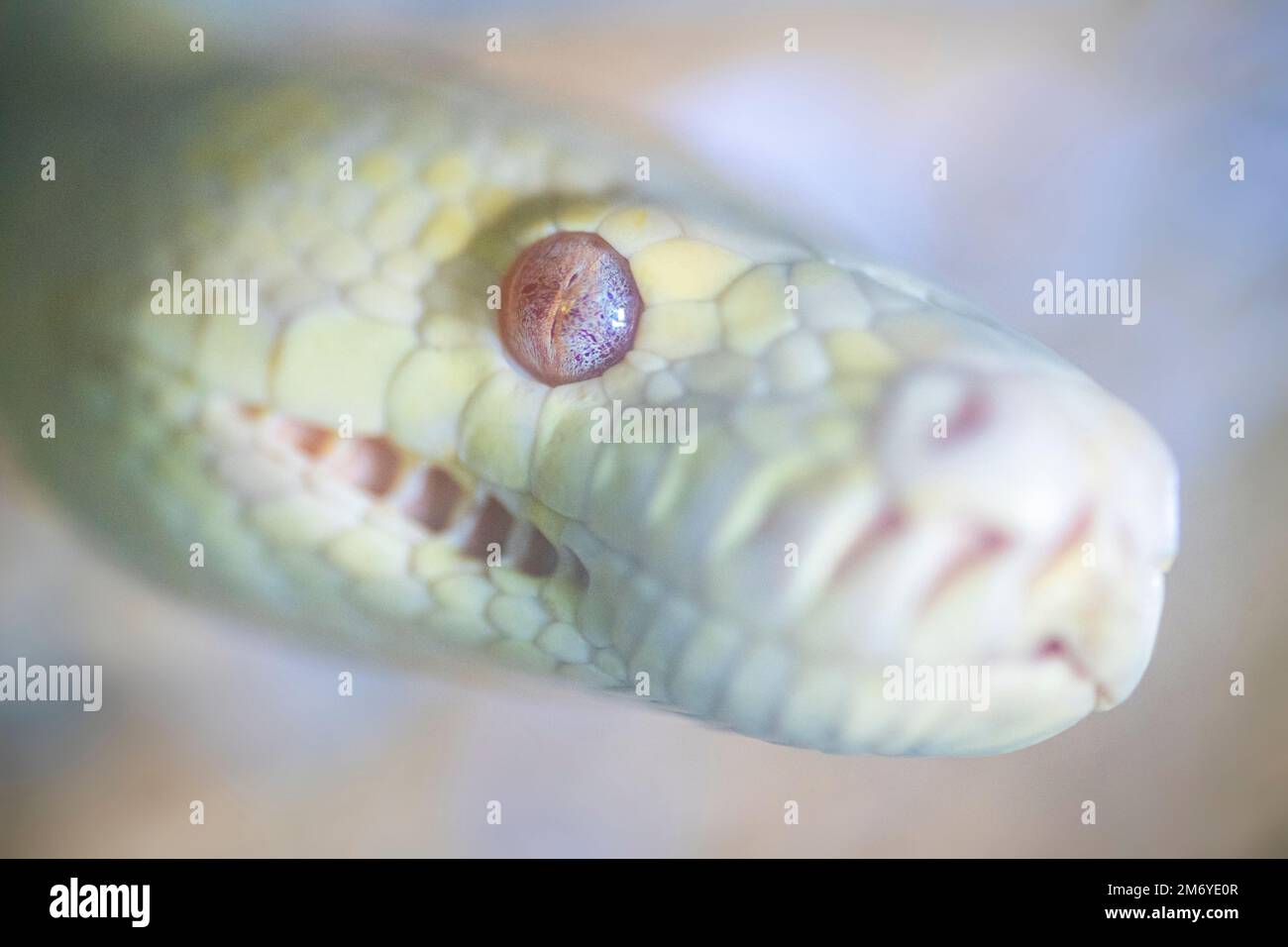 Close up portrait of head of Albino Darwin Carpet Python (Morelia spilota variegata) Stock Photo