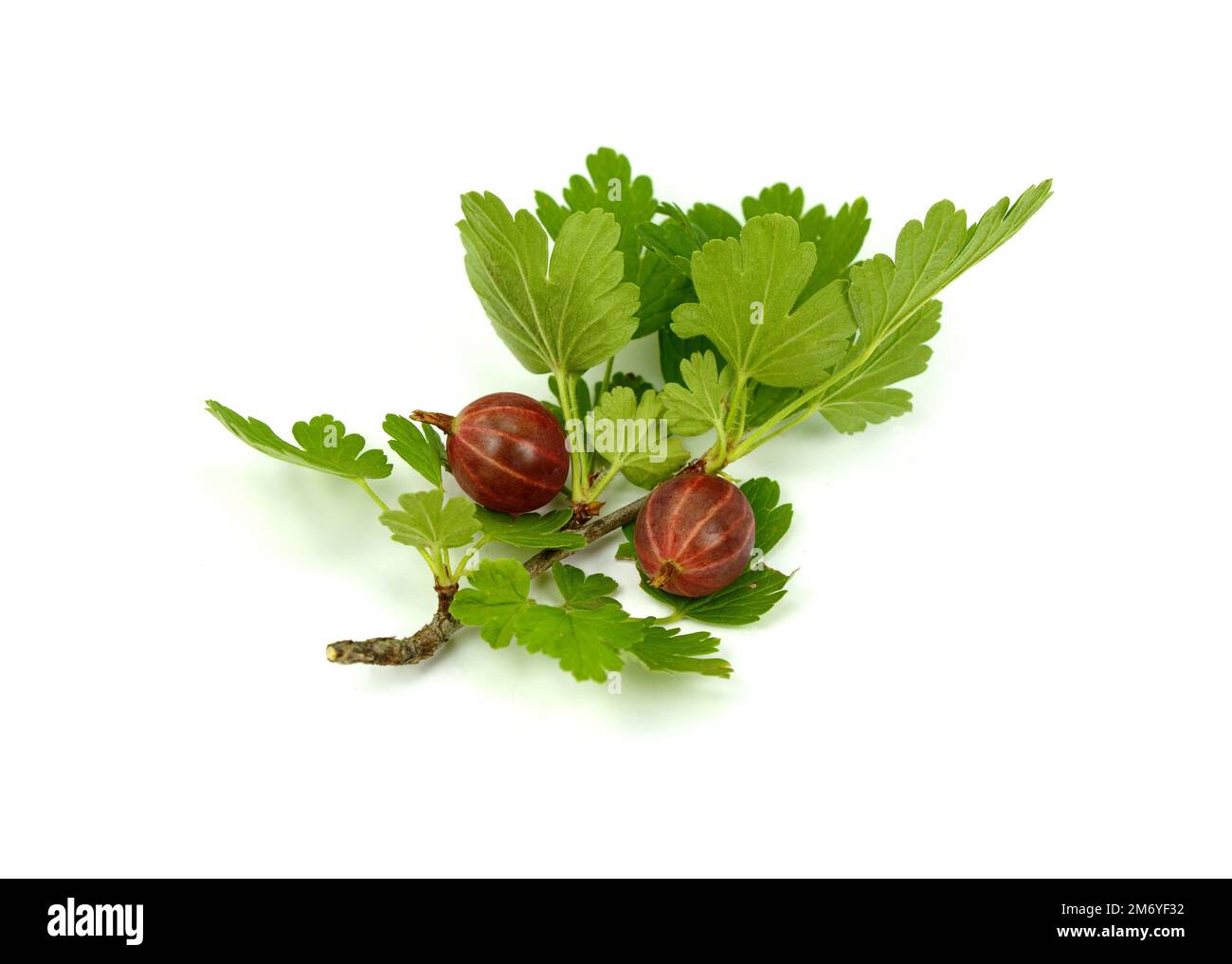 Red gooseberry with leaves isolated Stock Photo