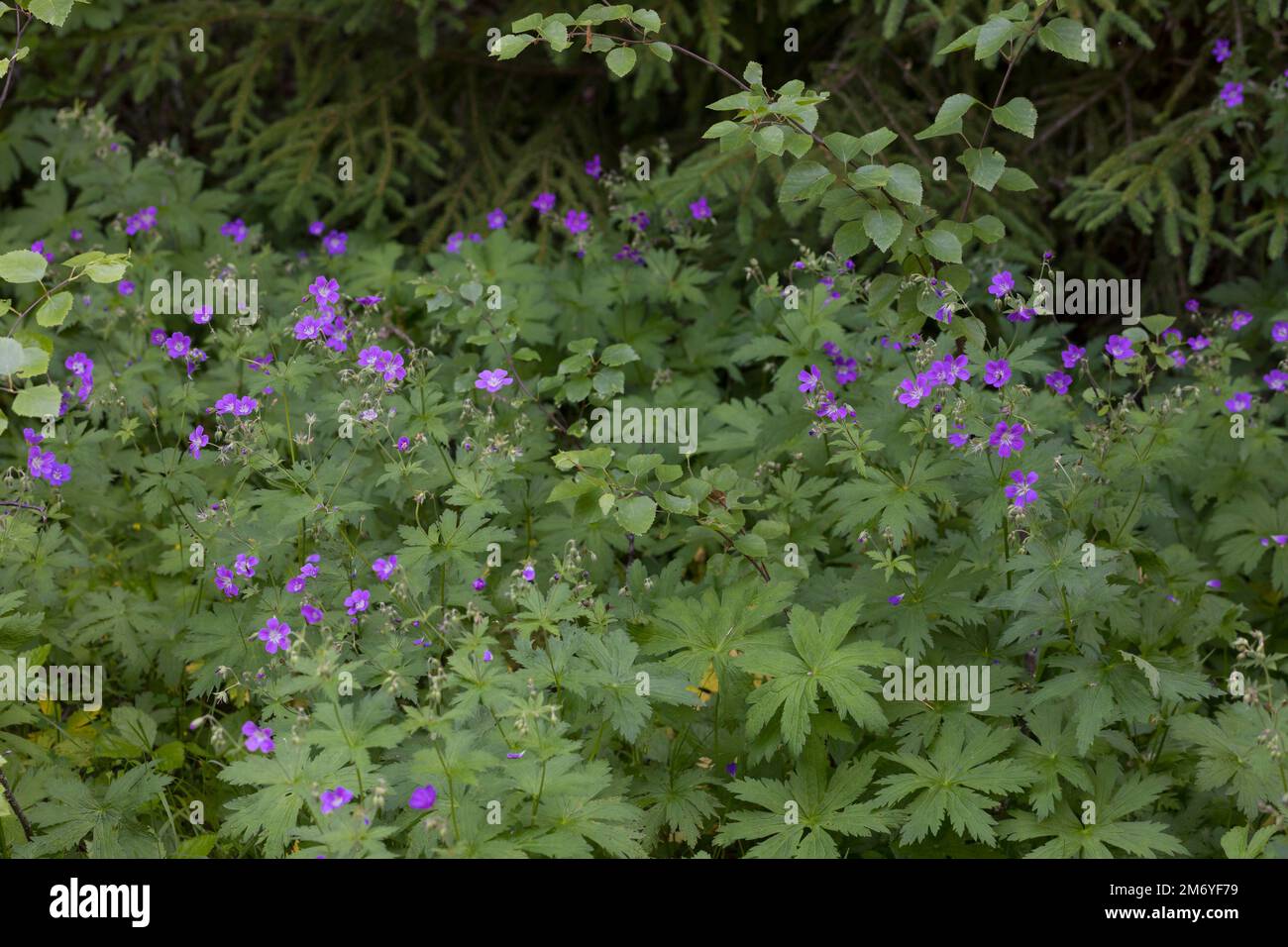 Wald-Storchschnabel, Waldstorchschnabel, Geranium sylvaticum, wood cranesbill, woodland geranium, Le Géranium des bois Stock Photo