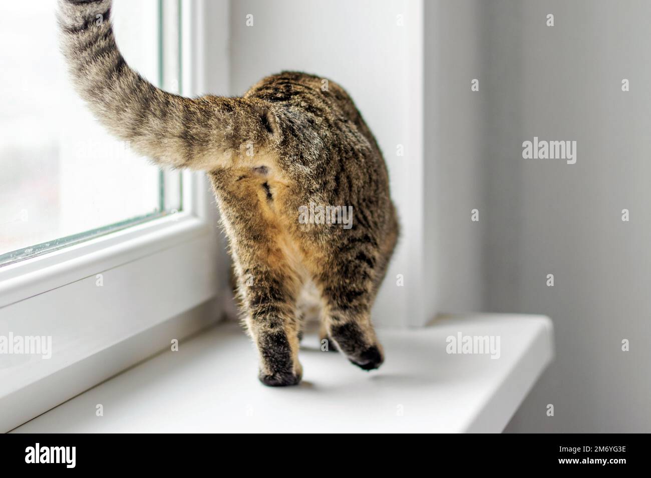 tabby cat beautiful adorable kitty on window sill playing smells