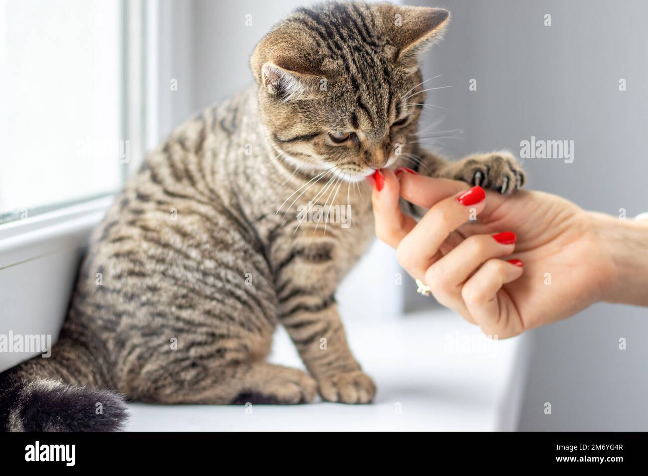 tabby cat beautiful adorable kitty on window sill playing smells