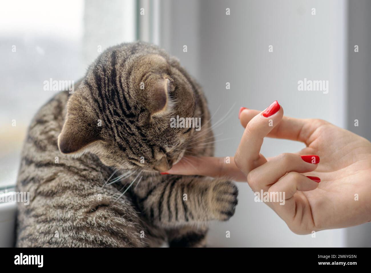 tabby cat beautiful adorable kitty on window sill playing smells