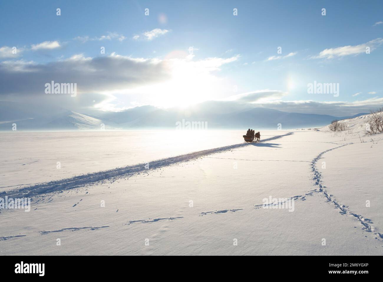 Sled horse hi-res stock photography and images - Alamy