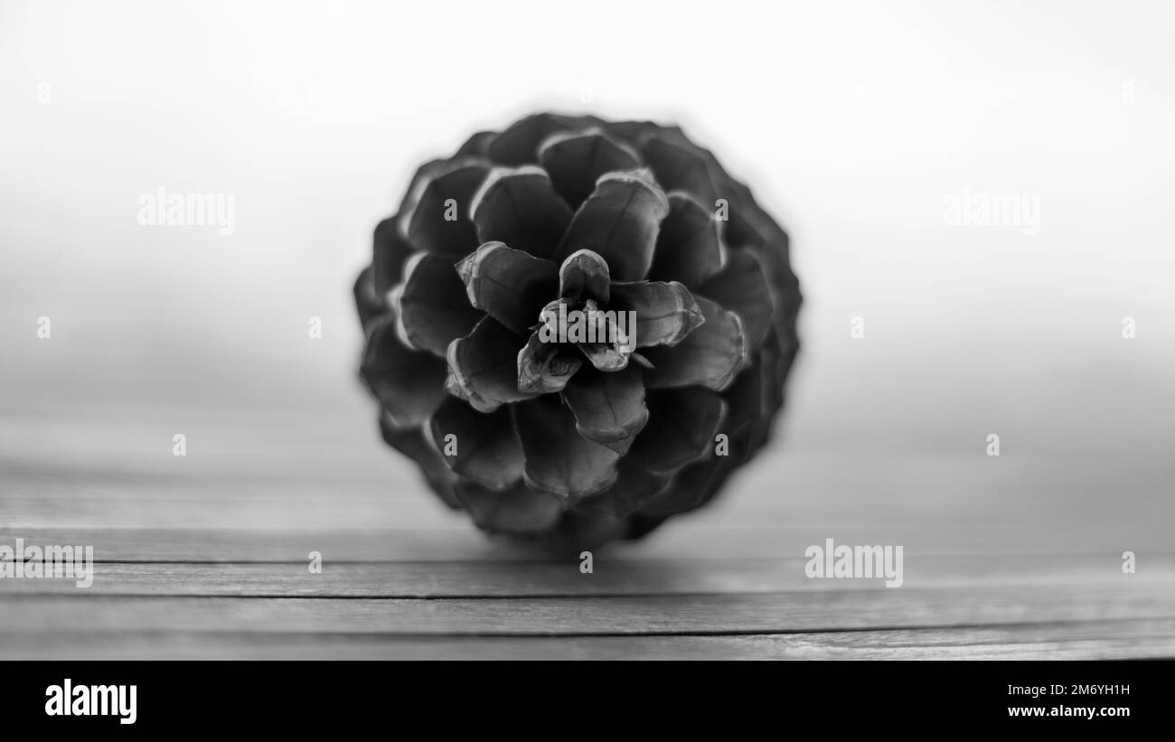 Conifer detail Black and White Stock Photos & Images - Alamy