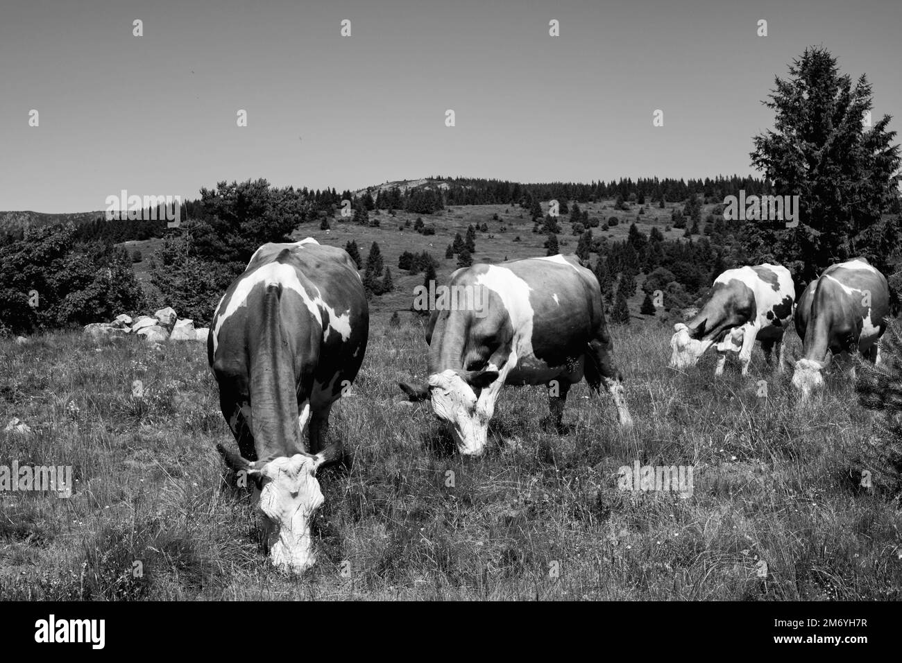 Milk cow. White and brown colored cows. Mountain cows. Cows sunbathing Stock Photo