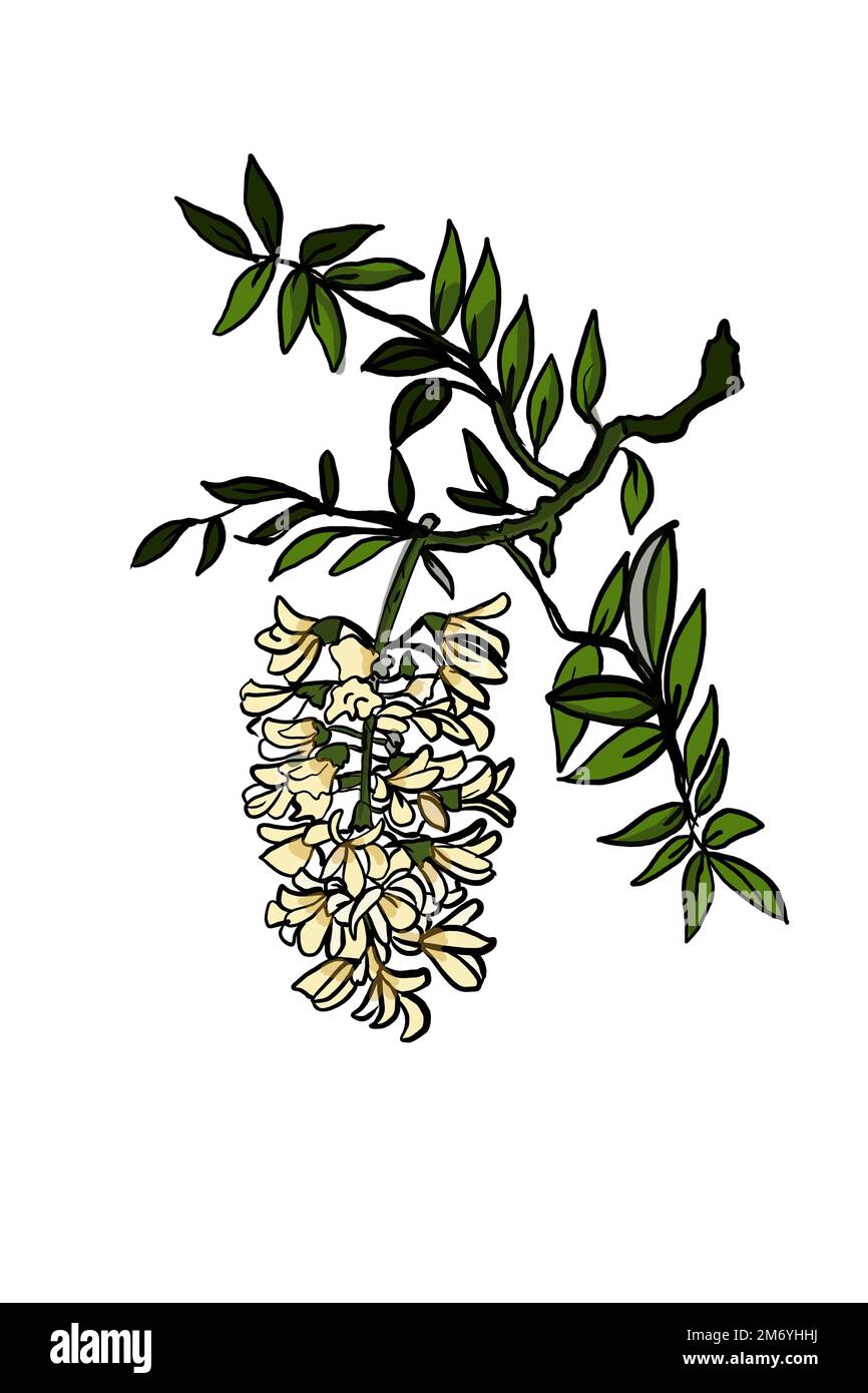 Acacia Cut Out Stock Images & Pictures Alamy