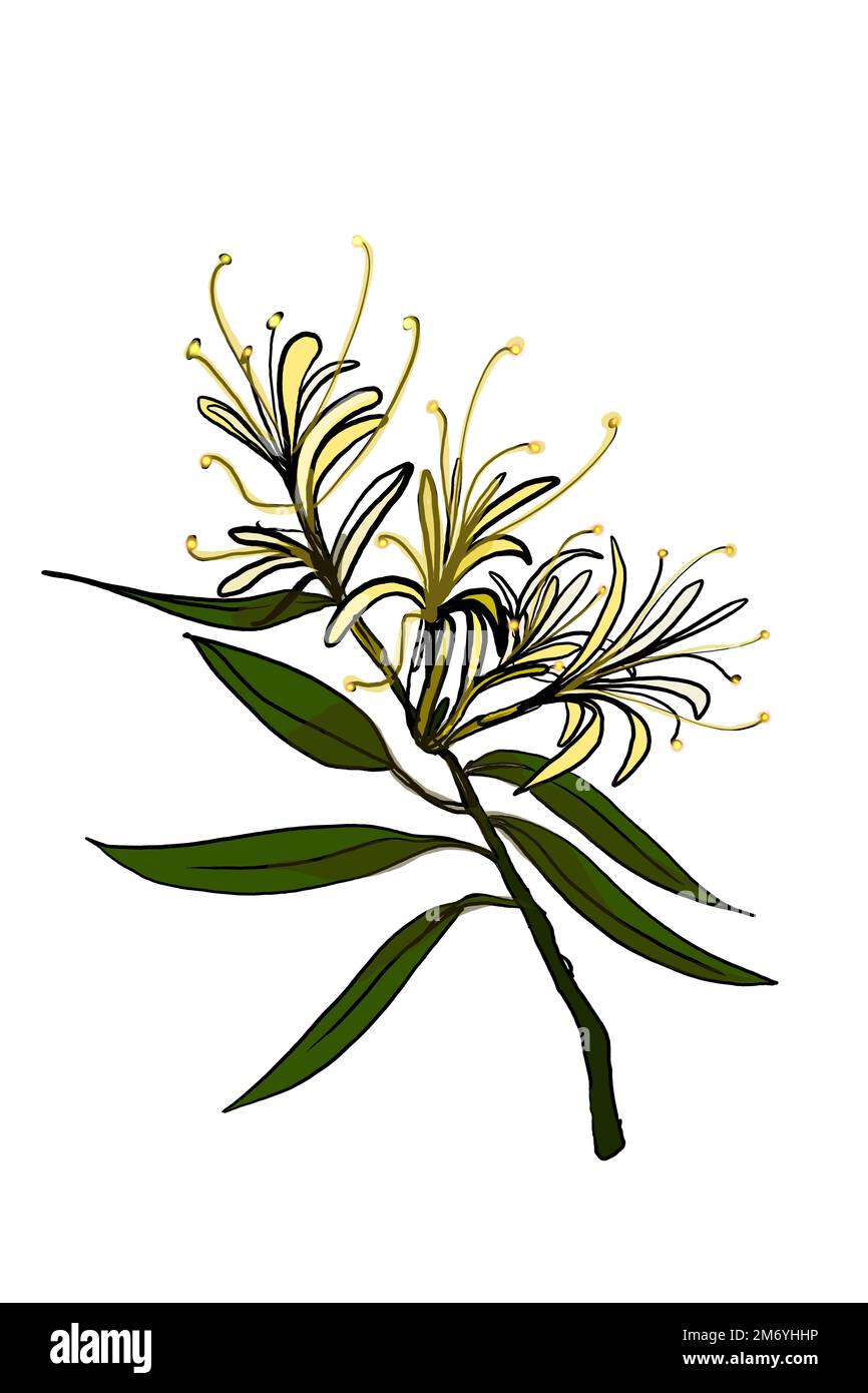 honeysuckle flower,CISSANTHEMOS, illustration botanical garden Stock
