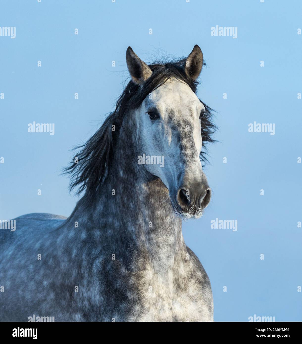 Dapple-grey Spanish Horse - Portrait in Motion Stock Image - Image