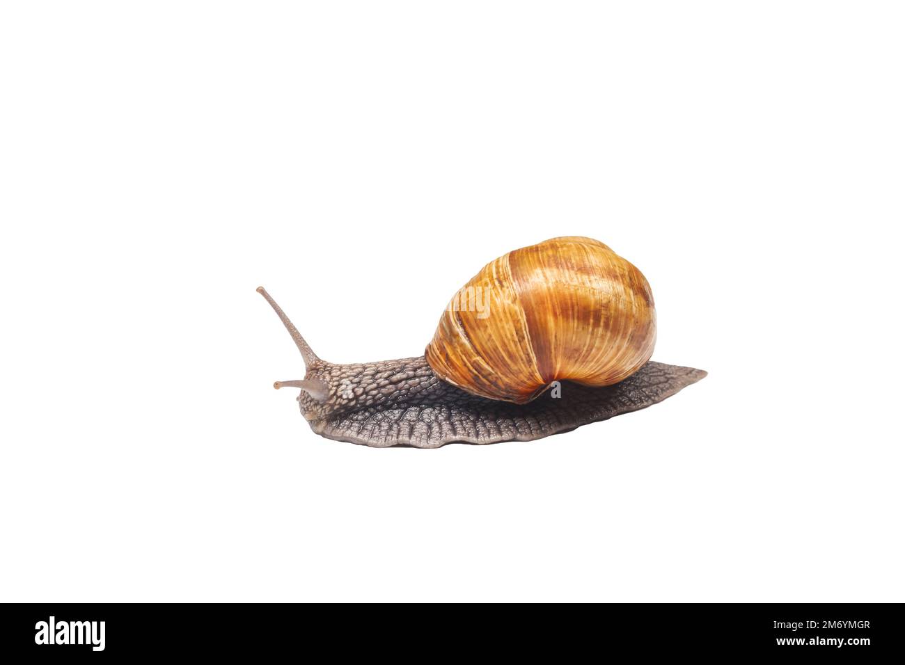snail crawling isolated on white background, spring period Stock Photo