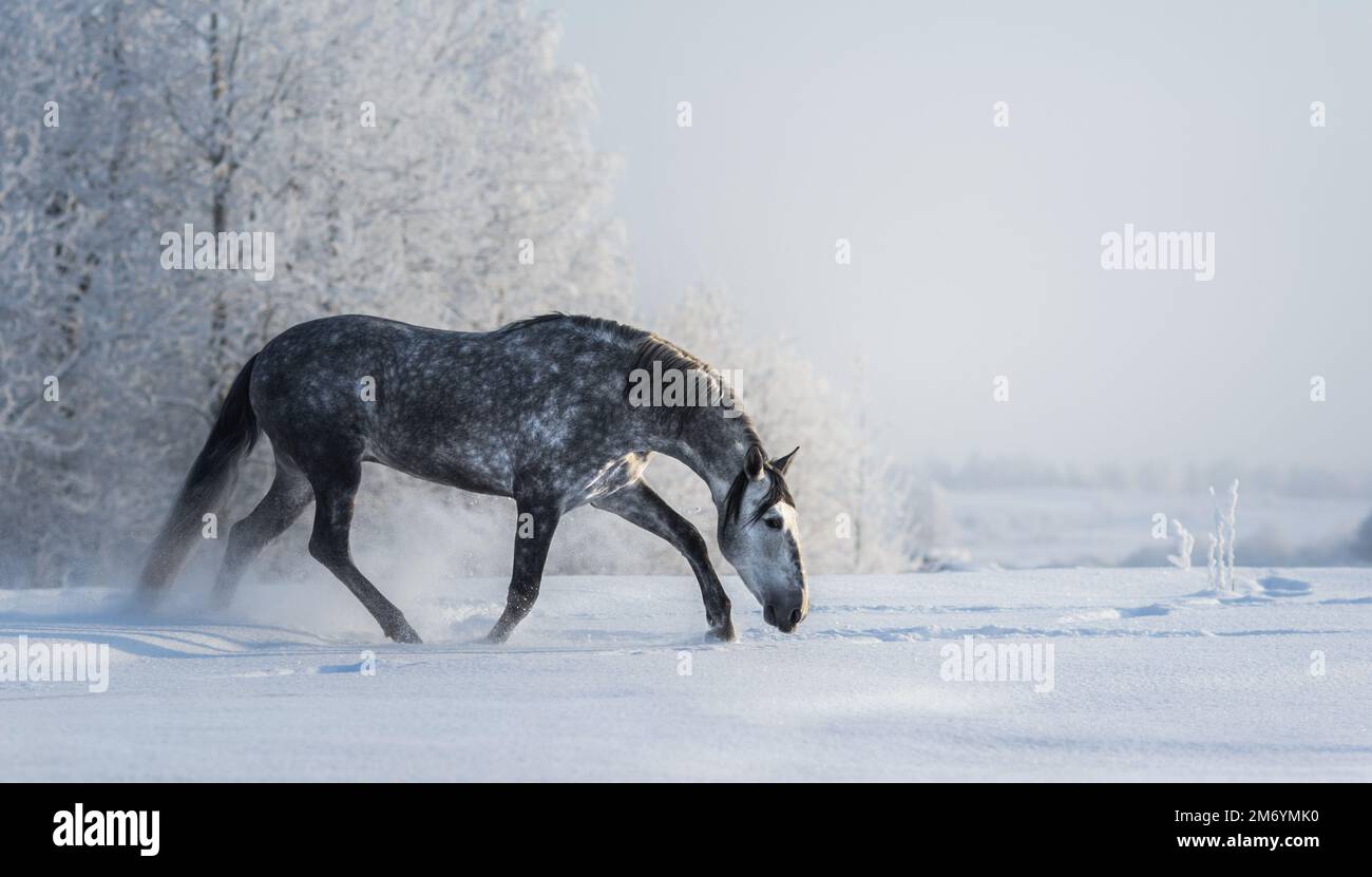 Spanish gray horse walks on freedom at winter time. Side view. Stock Photo