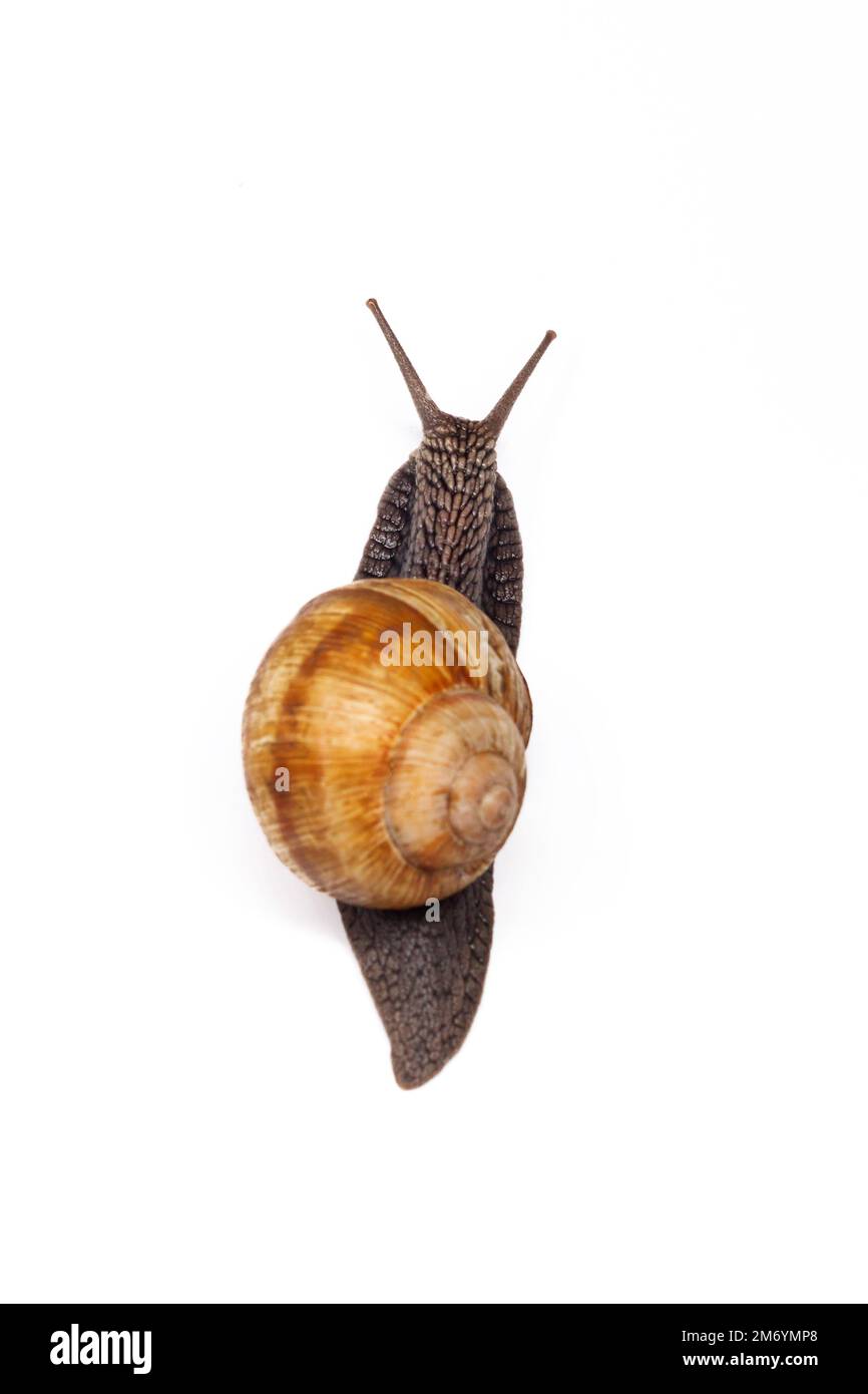 snail creeps up on a white background, spring period Stock Photo