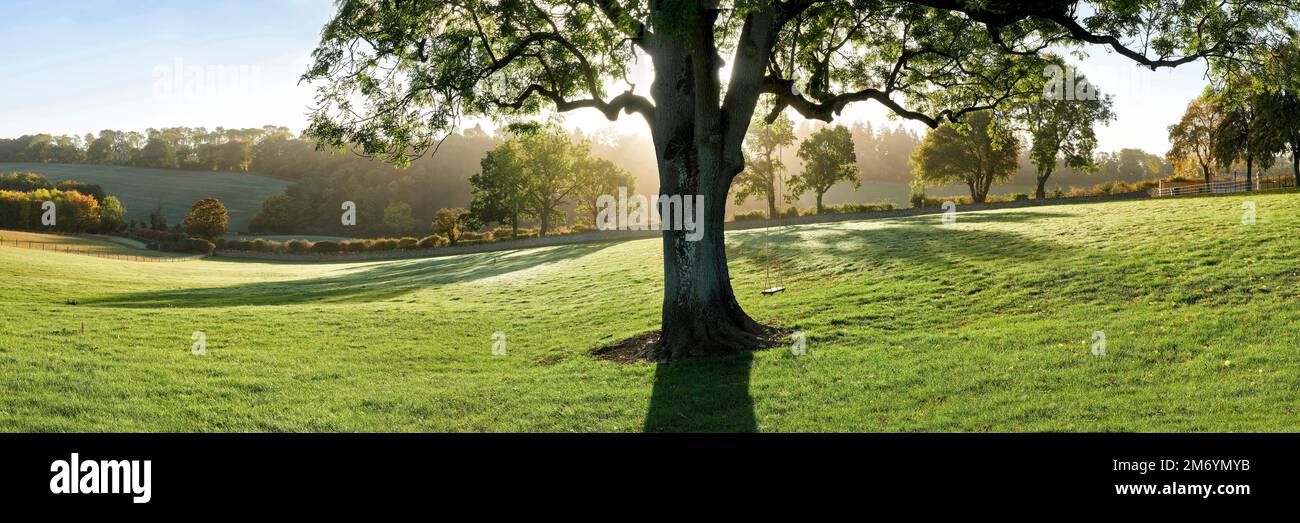 Autumn tree with swing backlit by sun casting shadows onto grass in foreground Stock Photo