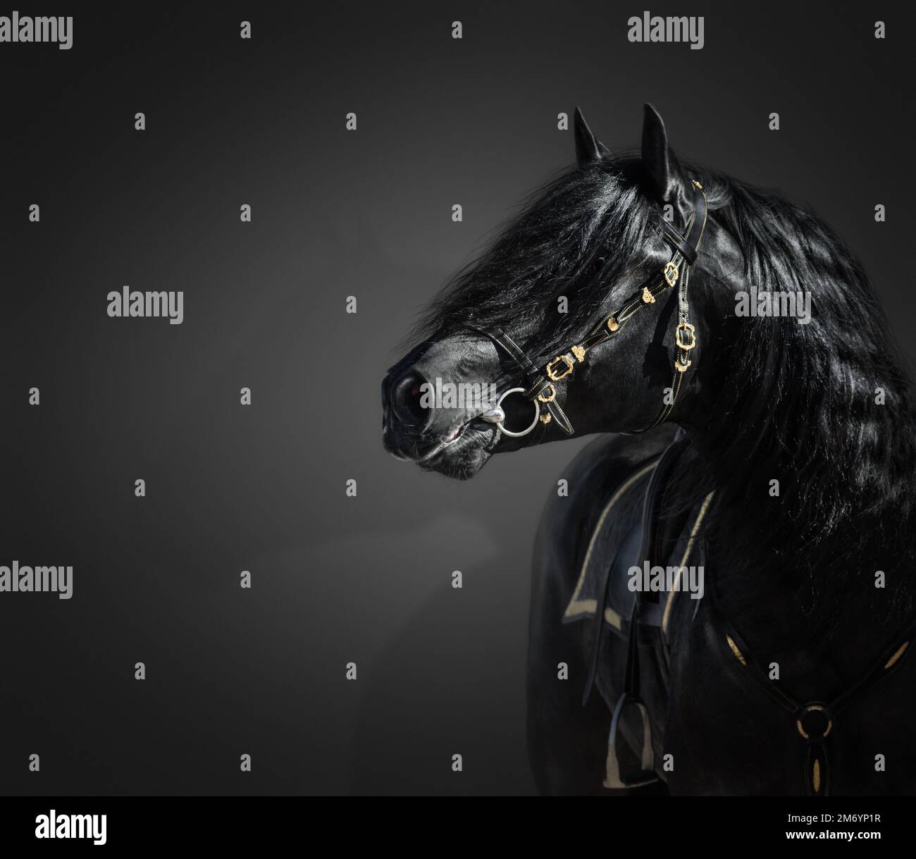 Portrait of black Pura Spanish stallion in authentic bridle on dark background. Stock Photo