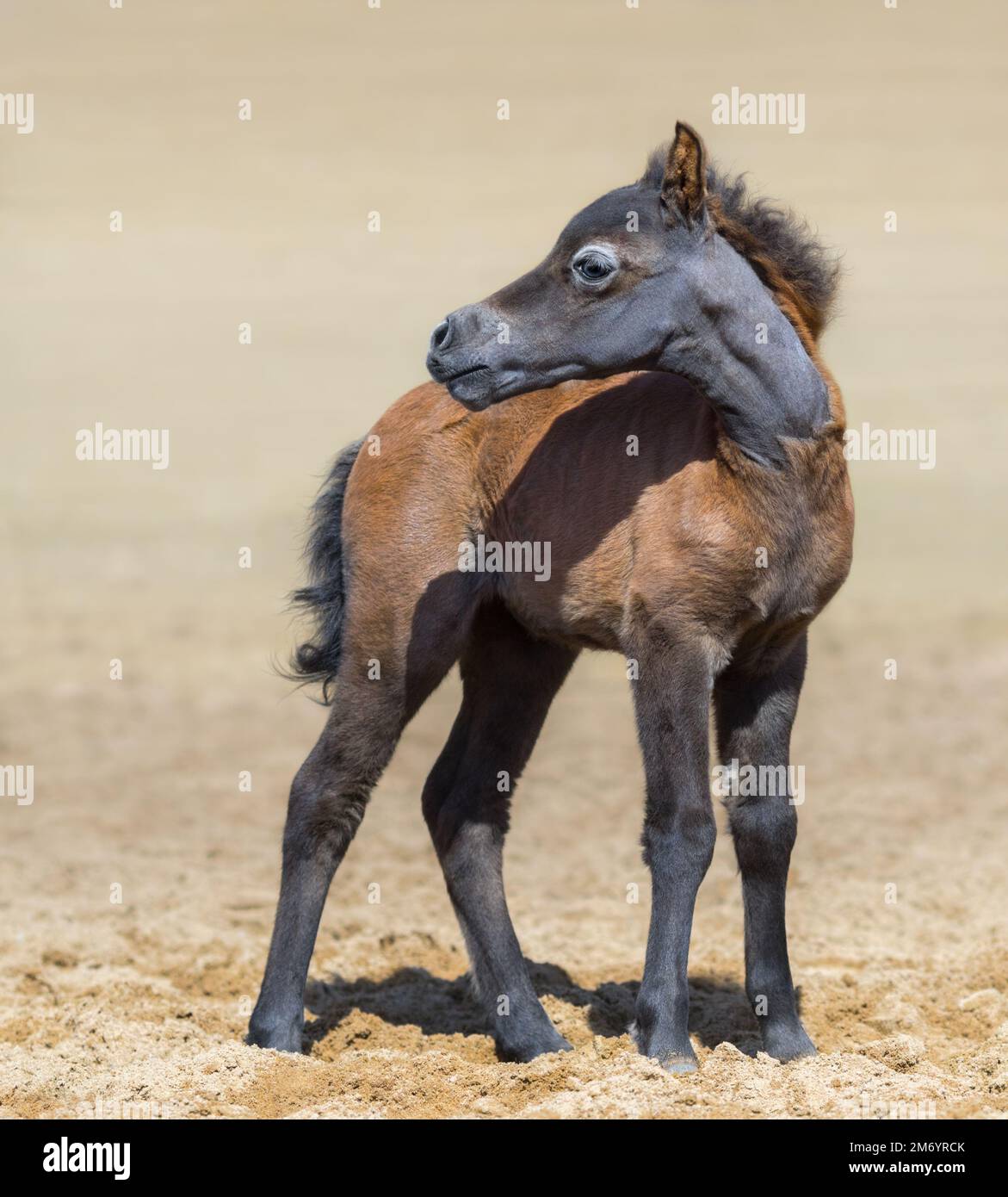 American miniature bay foal stands on sand and turned its head away. Vertical composition. Stock Photo