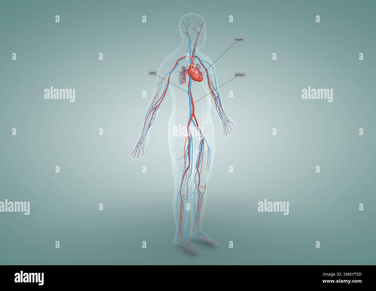 In men, the circulatory system consists of blood vessels that carry
