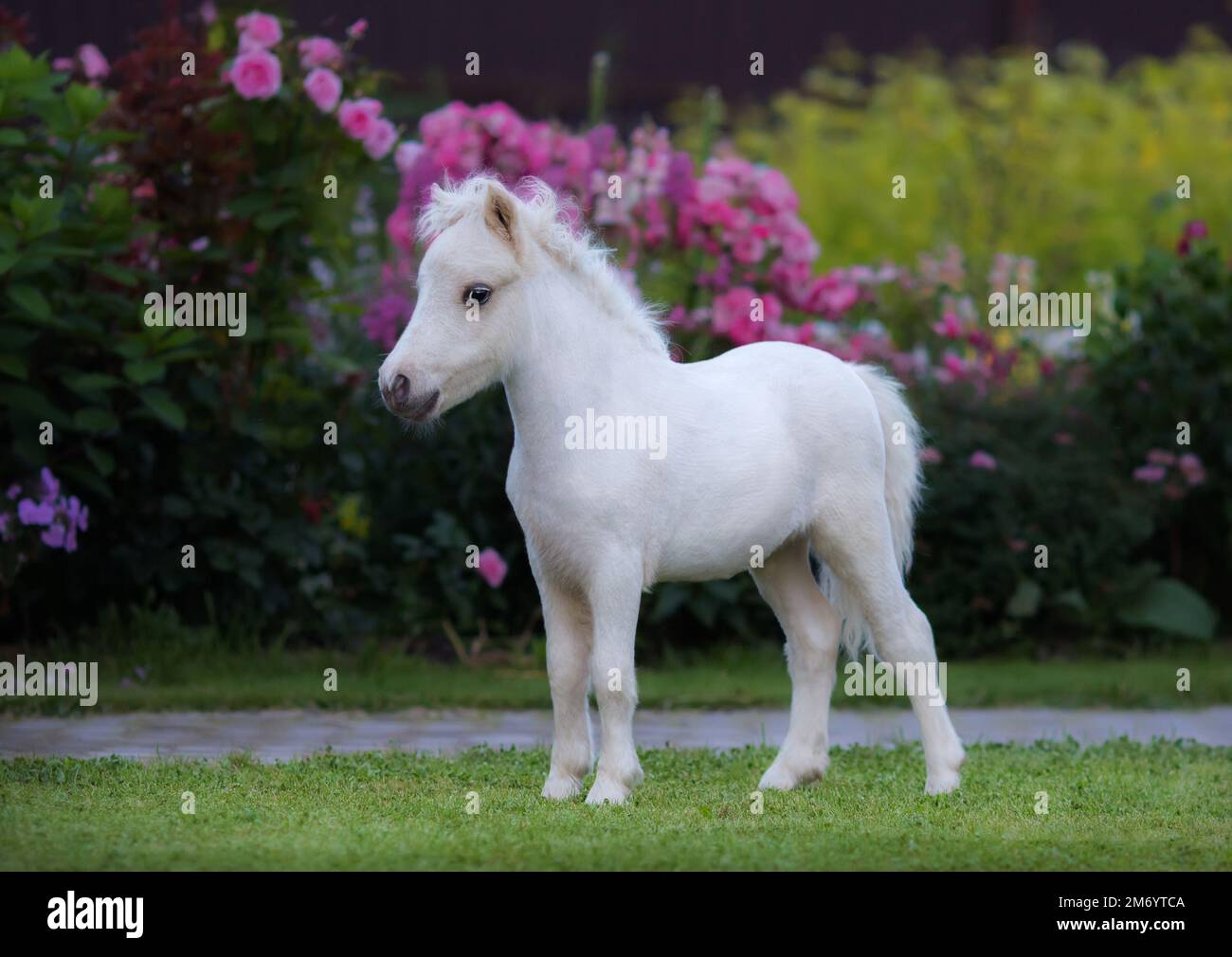 Mini Filly Palomino Miniature Horse Foal Palomino Shetland Pony Hi Res Stock