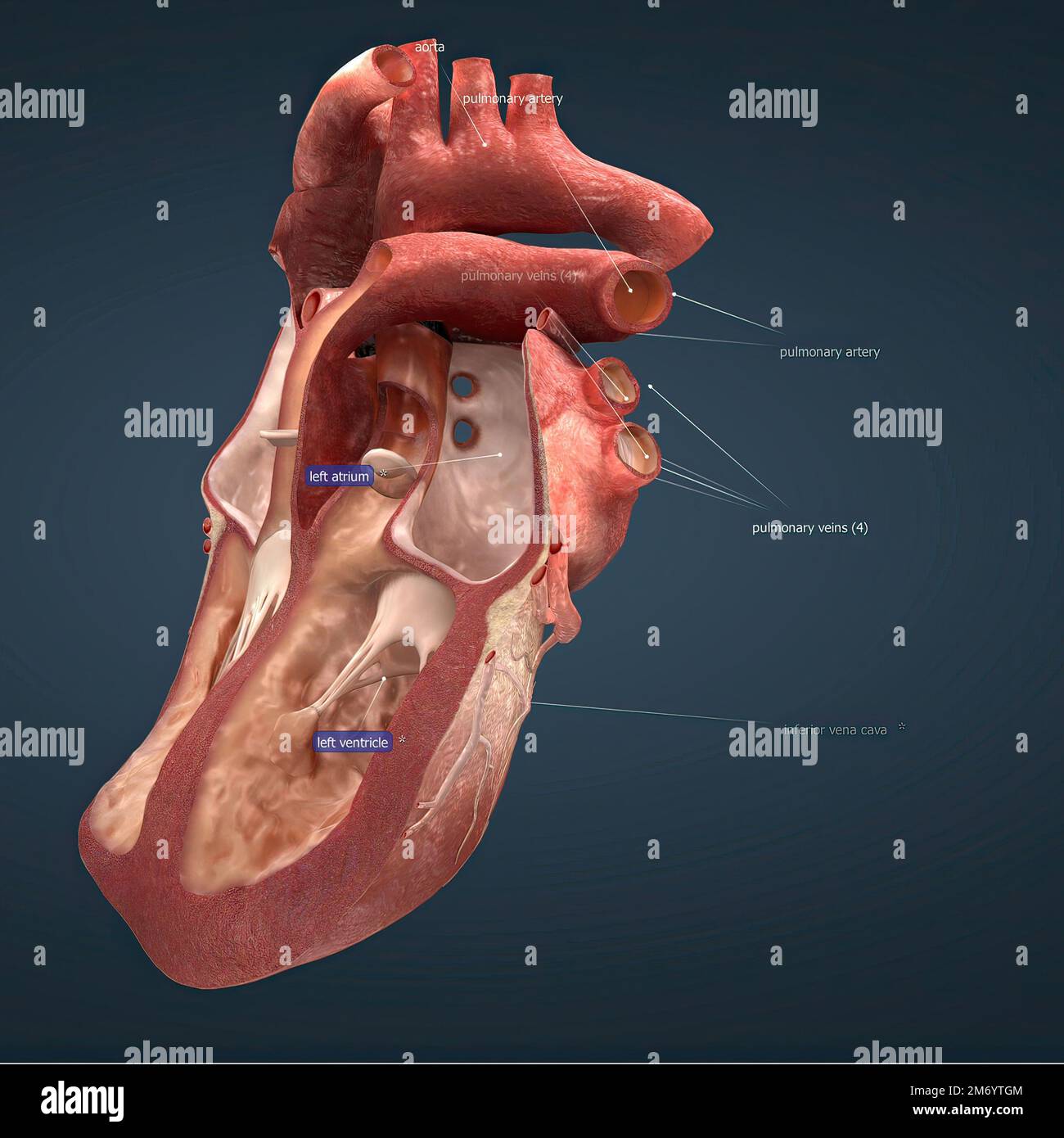 The heart is a muscular organ that serves to collect deoxygenated blood